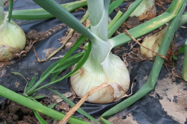 Kraken рабочая ссылка onion