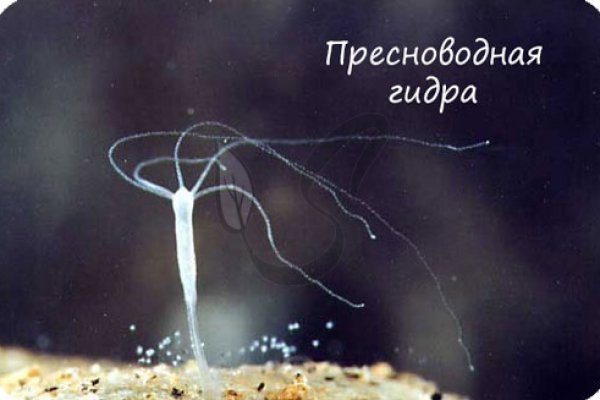 Hydra маркетплейс